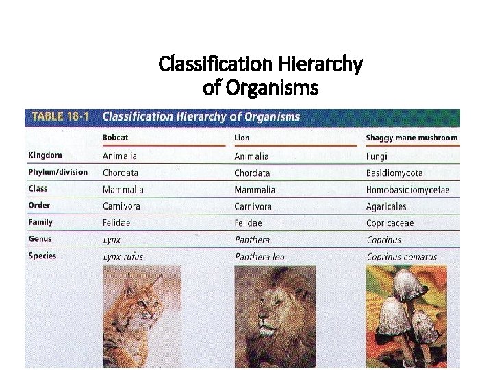 Classification Hierarchy of Organisms 