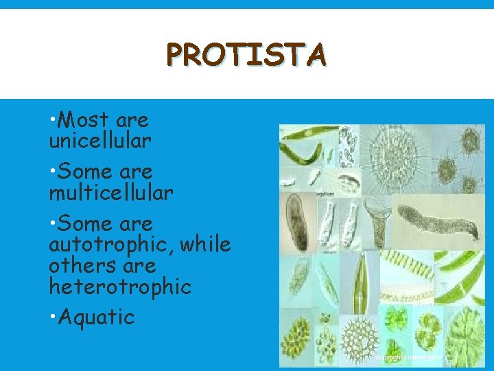 PROTISTA • Most are unicellular • Some are multicellular • Some are autotrophic, while