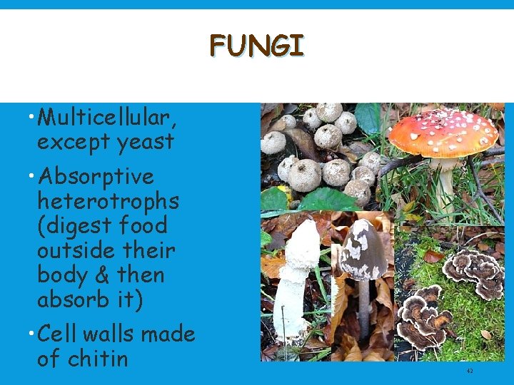 FUNGI • Multicellular, except yeast • Absorptive heterotrophs (digest food outside their body &