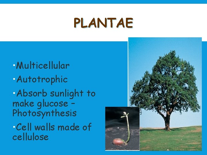 PLANTAE • Multicellular • Autotrophic • Absorb sunlight to make glucose – Photosynthesis •