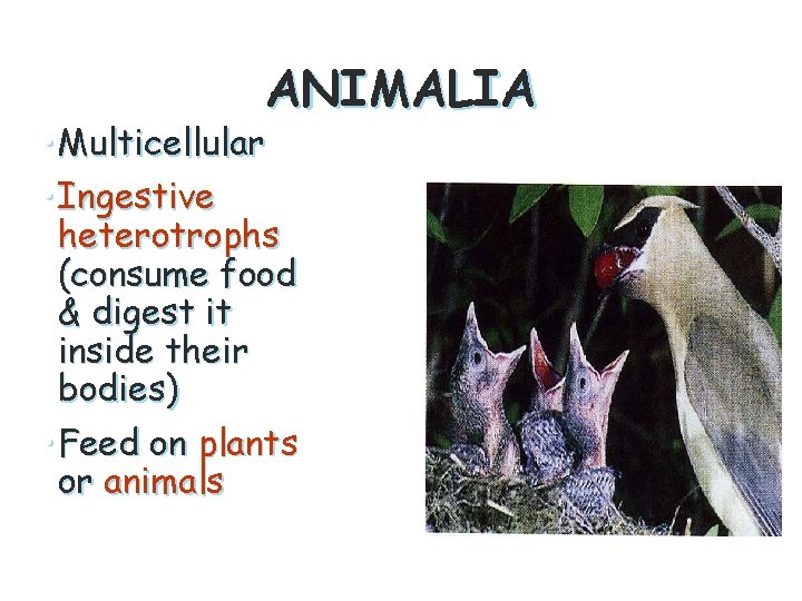 ANIMALIA • Multicellular • Ingestive heterotrophs (consume food & digest it inside their bodies)