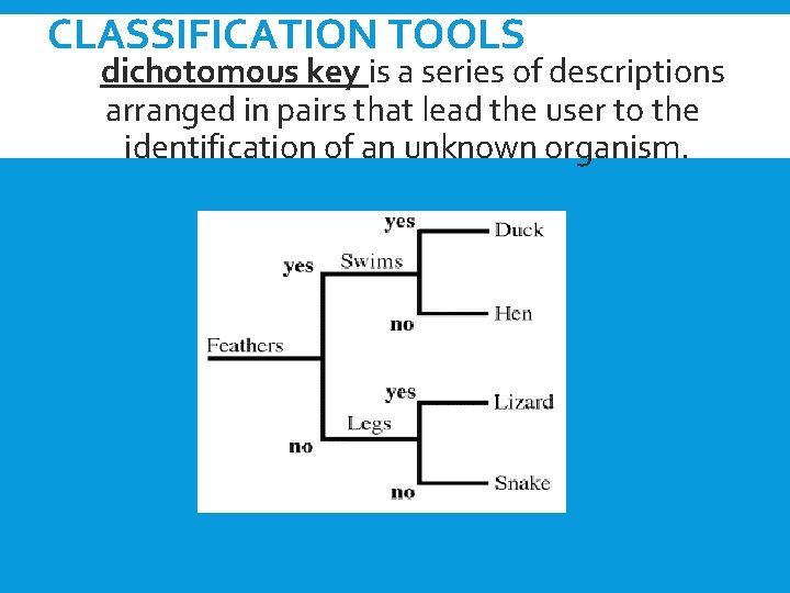 CLASSIFICATION TOOLS A dichotomous key is a series of descriptions arranged in pairs that