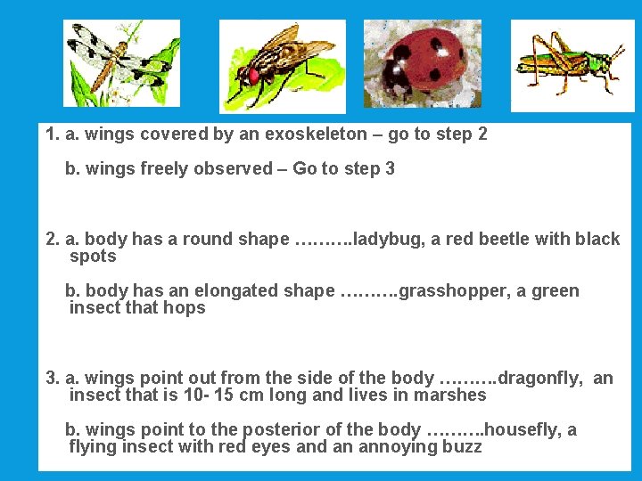 1. a. wings covered by an exoskeleton – go to step 2 b. wings