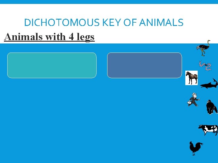 DICHOTOMOUS KEY OF ANIMALS Animals with 4 legs 
