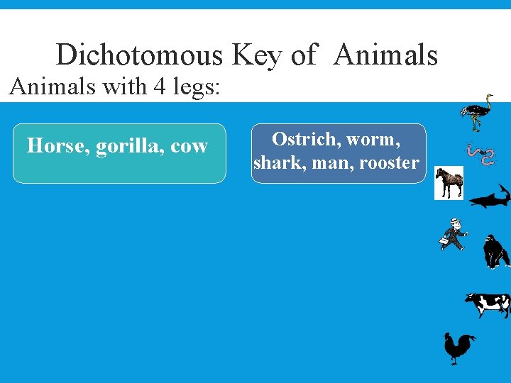 Dichotomous Key of Animals with 4 legs: Horse, gorilla, cow Ostrich, worm, shark, man,