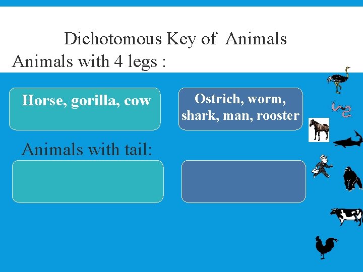 Dichotomous Key of Animals with 4 legs : Horse, gorilla, cow Animals with tail: