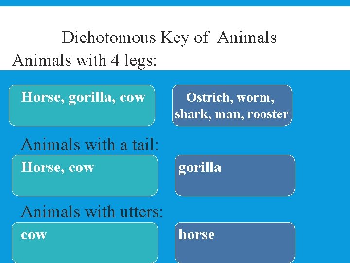 Dichotomous Key of Animals with 4 legs: Horse, gorilla, cow Ostrich, worm, shark, man,