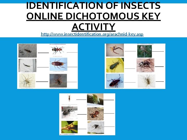 IDENTIFICATION OF INSECTS ONLINE DICHOTOMOUS KEY ACTIVITY http: //www. insectidentification. org/arachnid-key. asp 