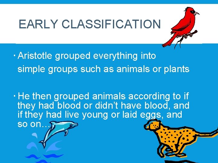 EARLY CLASSIFICATION Aristotle grouped everything into simple groups such as animals or plants He