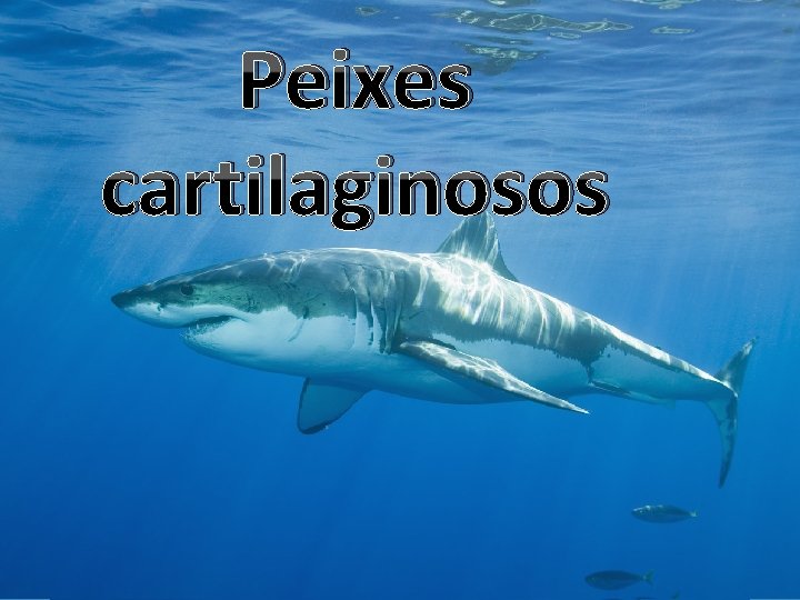 Peixes cartilaginosos 