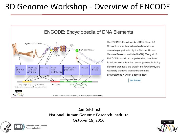 3 D Genome Workshop - Overview of ENCODE Dan Gilchrist National Human Genome Research