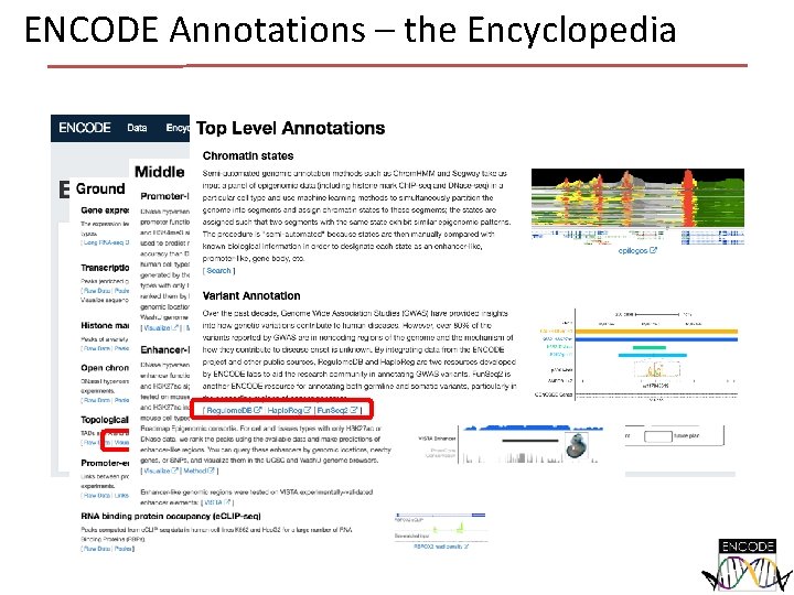 ENCODE Annotations – the Encyclopedia 