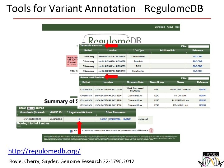Tools for Variant Annotation - Regulome. DB http: //regulomedb. org/ Boyle, Cherry, Snyder, Genome