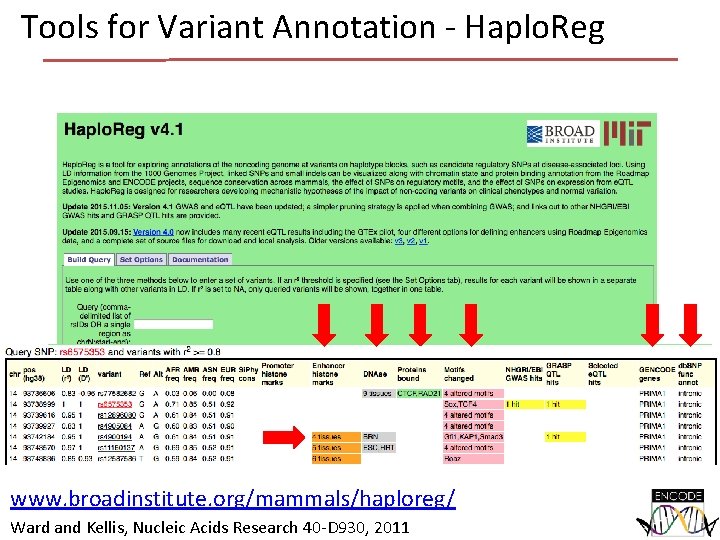 Tools for Variant Annotation - Haplo. Reg www. broadinstitute. org/mammals/haploreg/ Ward and Kellis, Nucleic