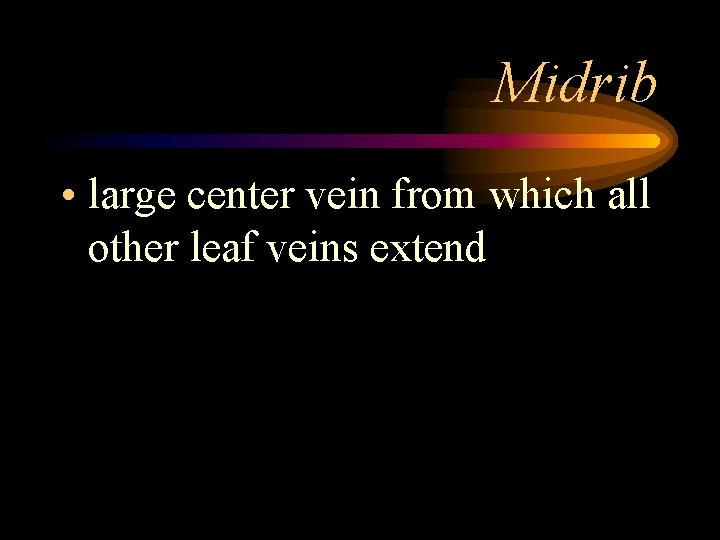 Midrib • large center vein from which all other leaf veins extend 