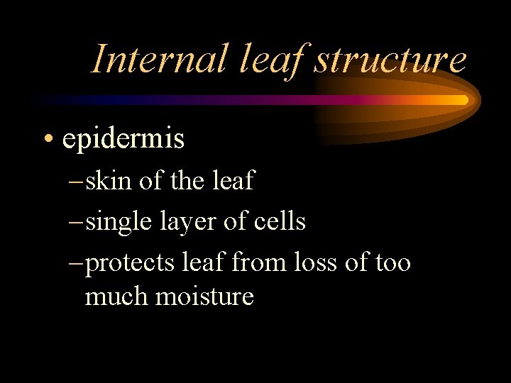 Internal leaf structure • epidermis – skin of the leaf – single layer of