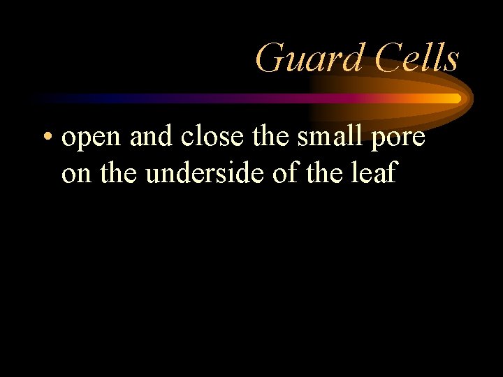 Guard Cells • open and close the small pore on the underside of the