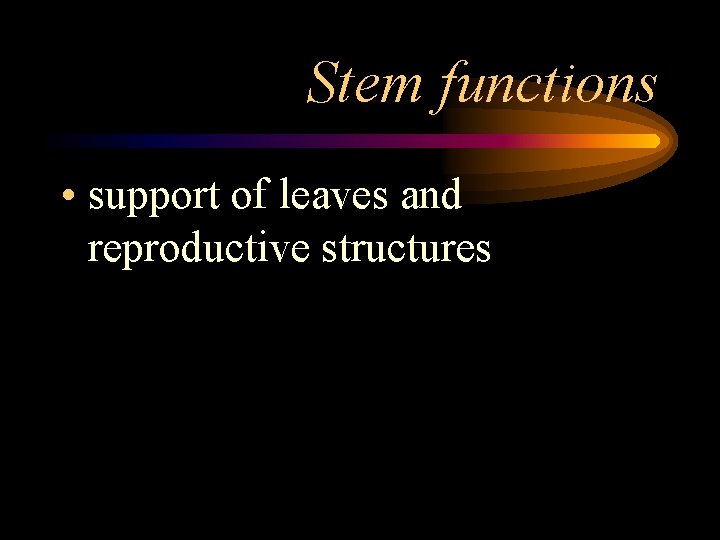 Stem functions • support of leaves and reproductive structures 