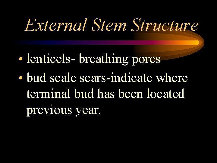 External Stem Structure • lenticels- breathing pores • bud scale scars-indicate where terminal bud