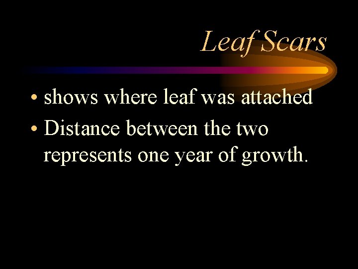 Leaf Scars • shows where leaf was attached • Distance between the two represents