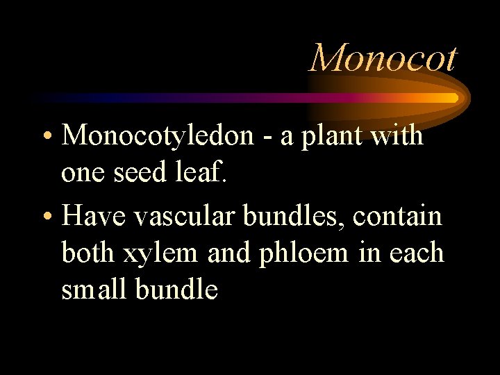 Monocot • Monocotyledon - a plant with one seed leaf. • Have vascular bundles,