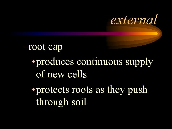 external –root cap • produces continuous supply of new cells • protects roots as