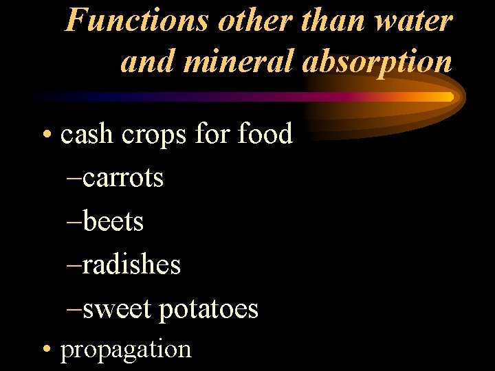 Functions other than water and mineral absorption • cash crops for food –carrots –beets