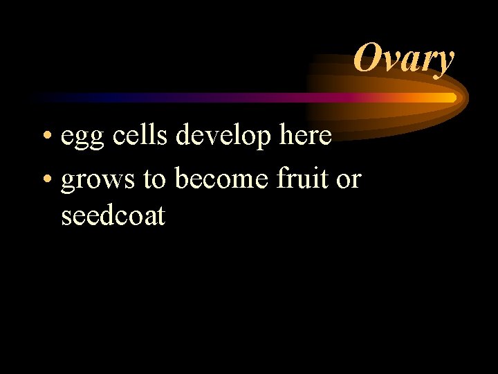 Ovary • egg cells develop here • grows to become fruit or seedcoat 