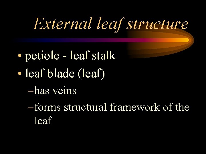 External leaf structure • petiole - leaf stalk • leaf blade (leaf) – has