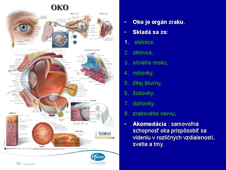  • Oko je orgán zraku. • Skladá sa zo: 1. sietnice, 2. sklovca,