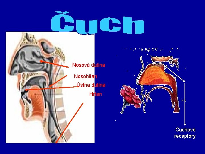  Nosová dutina Nosohltan Ústna dutina Hrtan Čuchové receptory 