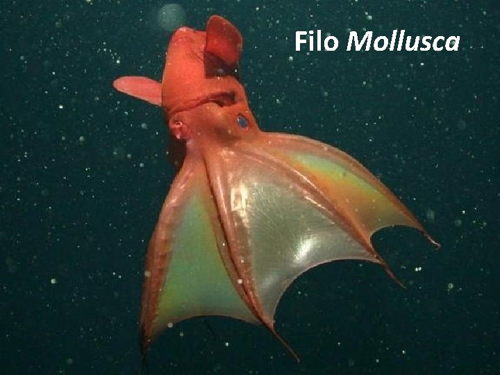 Filo Mollusca 