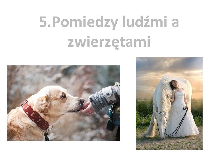 5. Pomiedzy ludźmi a zwierzętami 