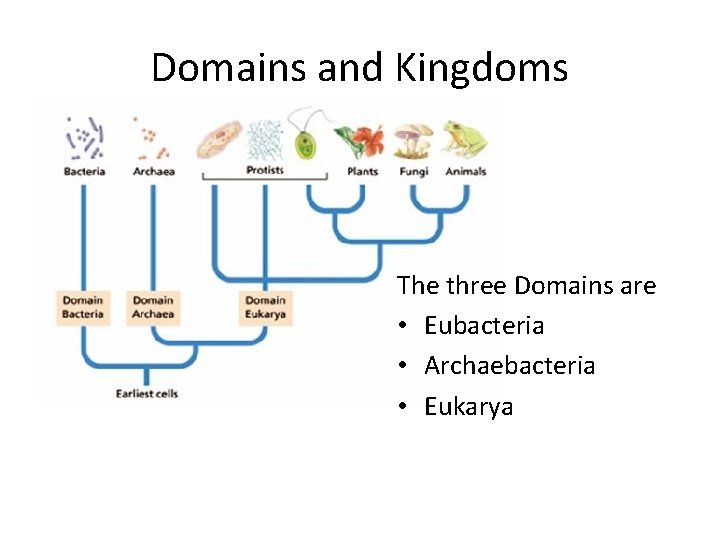 Domains and Kingdoms The three Domains are • Eubacteria • Archaebacteria • Eukarya 