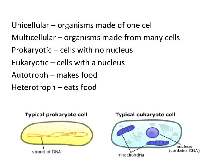 Unicellular – organisms made of one cell Multicellular – organisms made from many cells