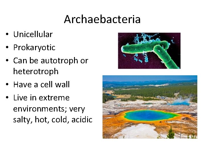 Archaebacteria • Unicellular • Prokaryotic • Can be autotroph or heterotroph • Have a