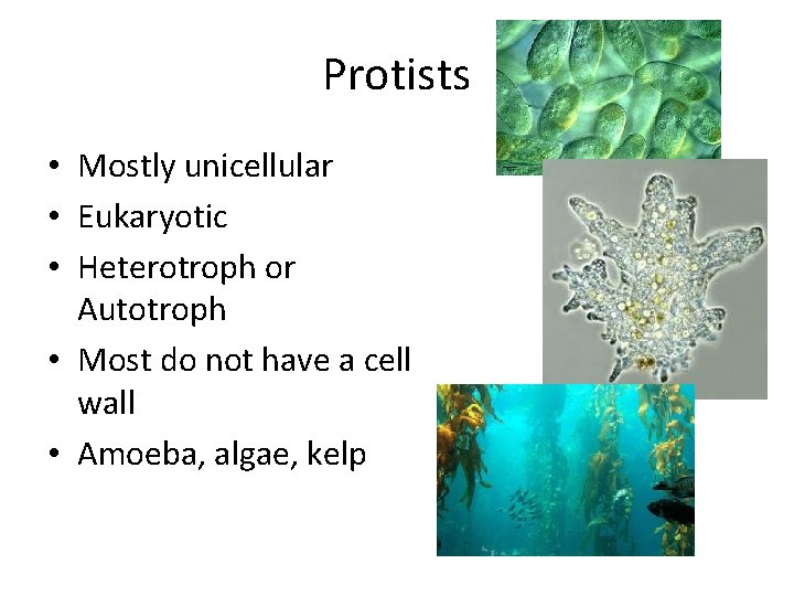 Protists • Mostly unicellular • Eukaryotic • Heterotroph or Autotroph • Most do not
