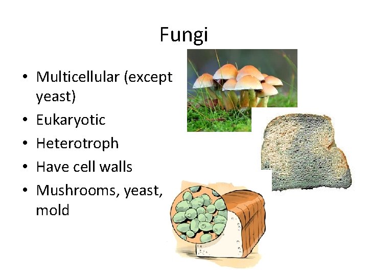 Fungi • Multicellular (except yeast) • Eukaryotic • Heterotroph • Have cell walls •