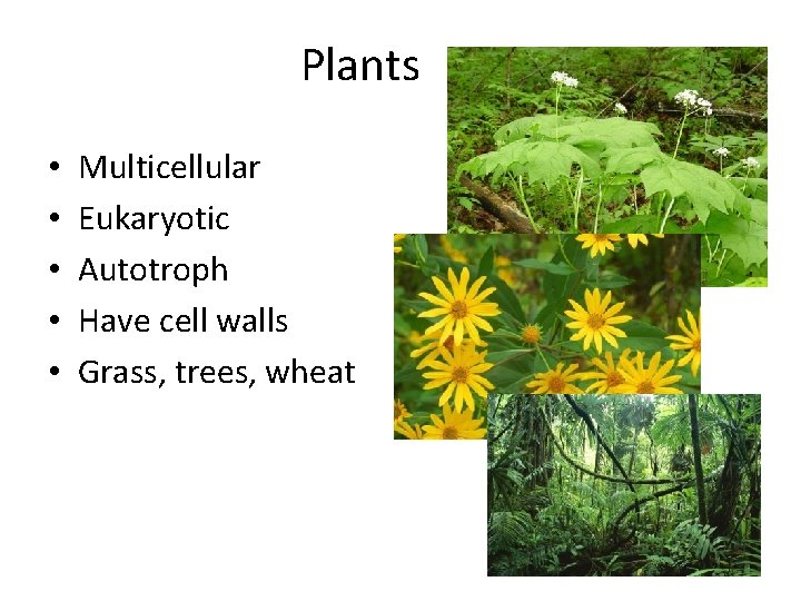 Plants • • • Multicellular Eukaryotic Autotroph Have cell walls Grass, trees, wheat 