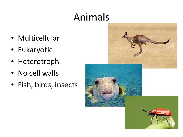 Animals • • • Multicellular Eukaryotic Heterotroph No cell walls Fish, birds, insects 