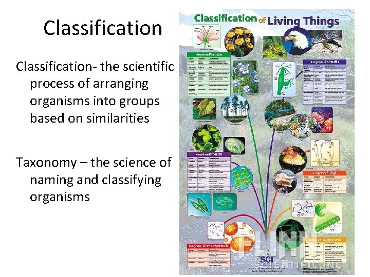 Classification- the scientific process of arranging organisms into groups based on similarities Taxonomy –