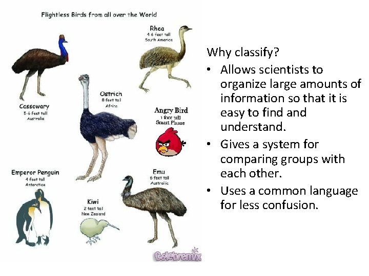 Why classify? • Allows scientists to organize large amounts of information so that it