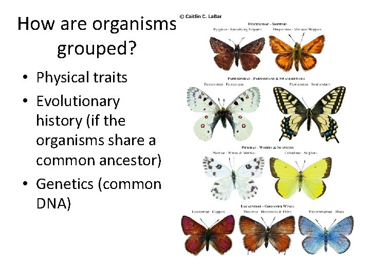 How are organisms grouped? • Physical traits • Evolutionary history (if the organisms share