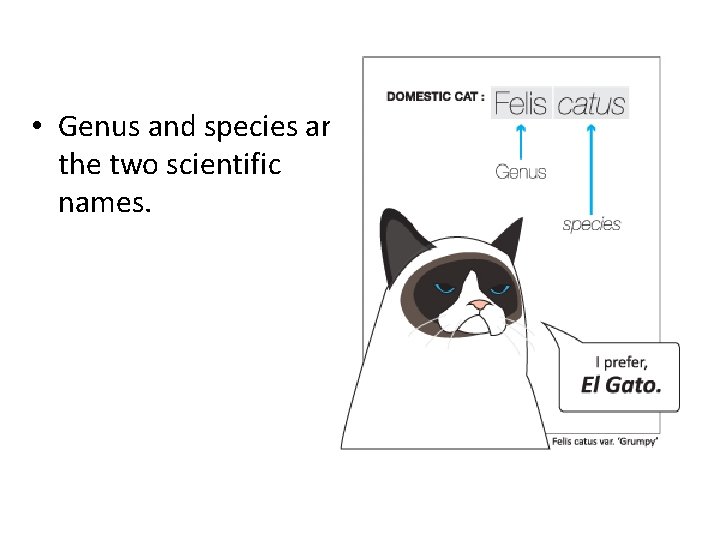  • Genus and species are the two scientific names. 