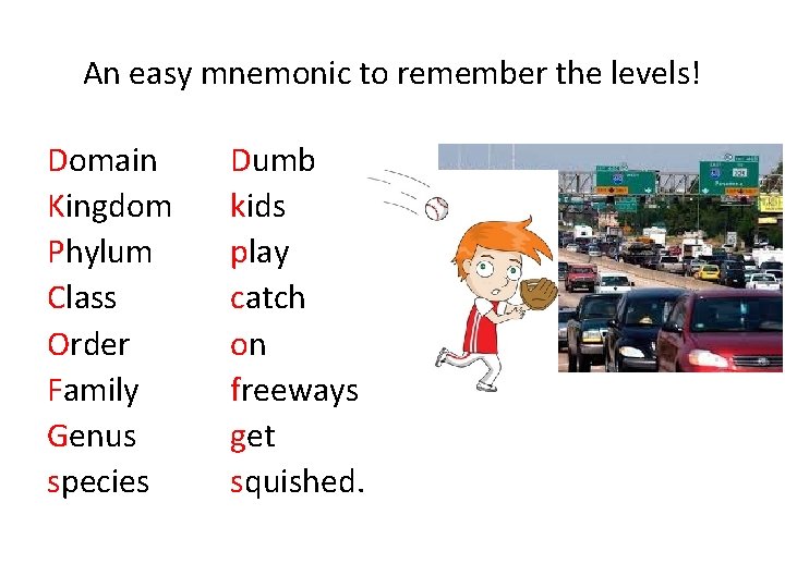 An easy mnemonic to remember the levels! Domain Kingdom Phylum Class Order Family Genus