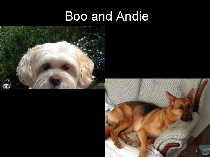 Boo and Andie 4 Boo and Andie 4