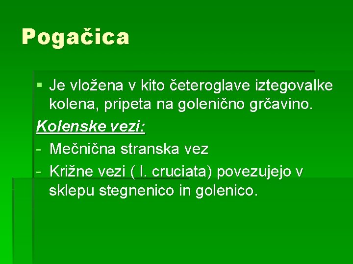 Pogačica § Je vložena v kito četeroglave iztegovalke kolena, pripeta na golenično grčavino. Kolenske