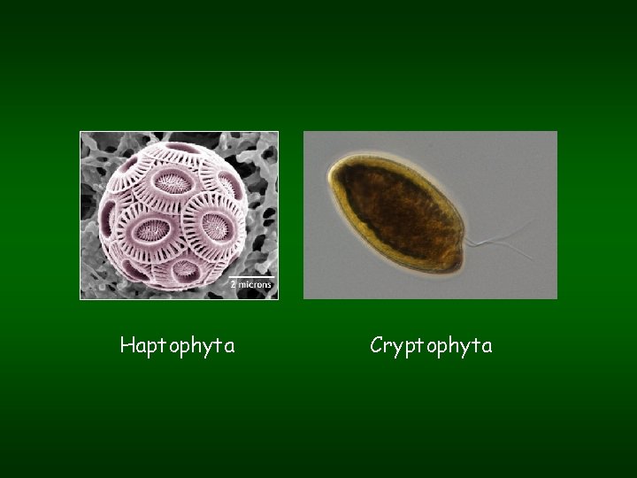 Haptophyta Cryptophyta 