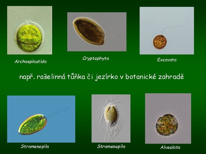 Archaeplastida Cryptophyta Excavata např. rašelinná tůňka či jezírko v botanické zahradě Stramenopila Alveolata 