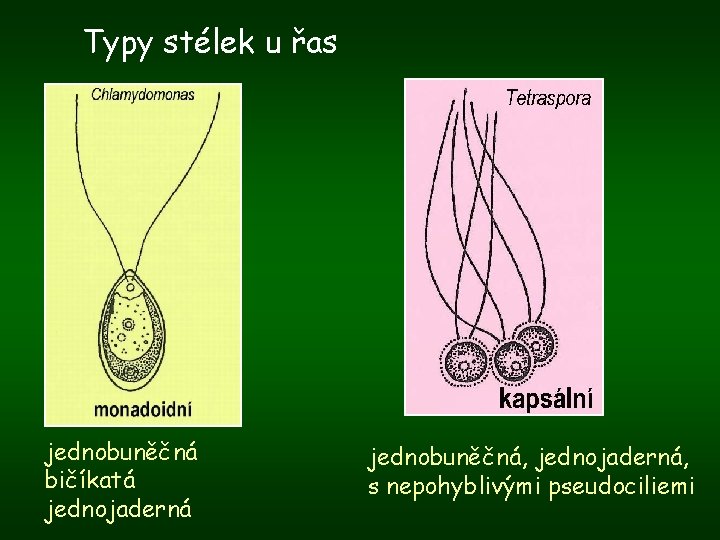 Typy stélek u řas jednobuněčná bičíkatá jednojaderná jednobuněčná, jednojaderná, s nepohyblivými pseudociliemi 